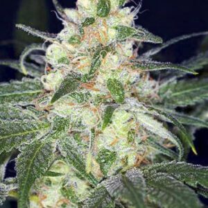 Afghan Original
