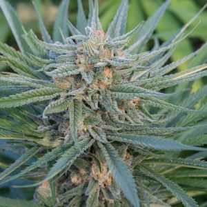 Blue dream