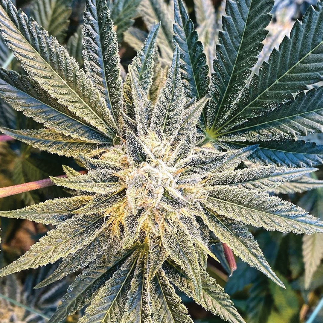 Gorilla glue