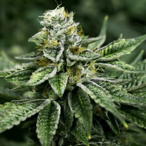 Sunset Sherbet