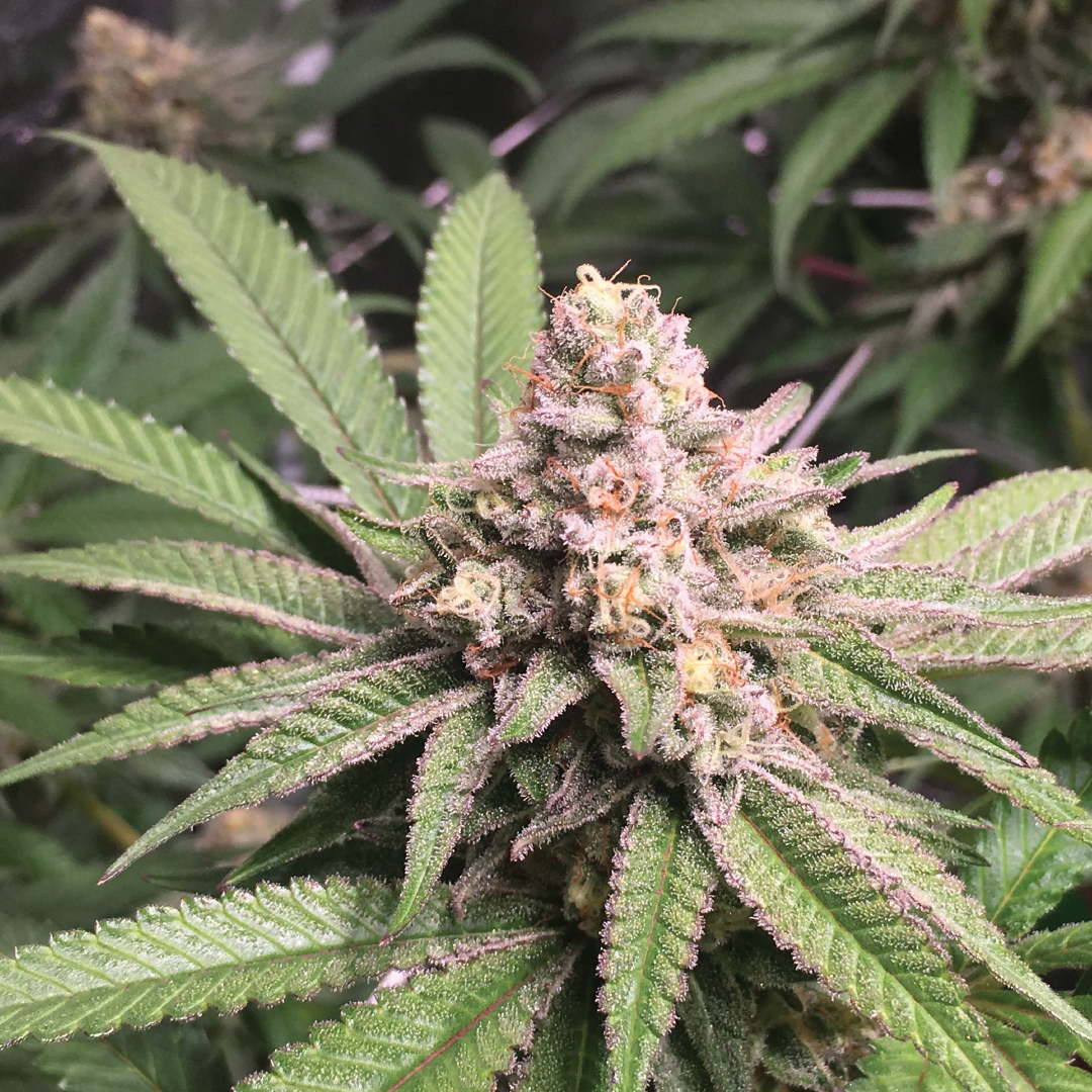 Slurricane