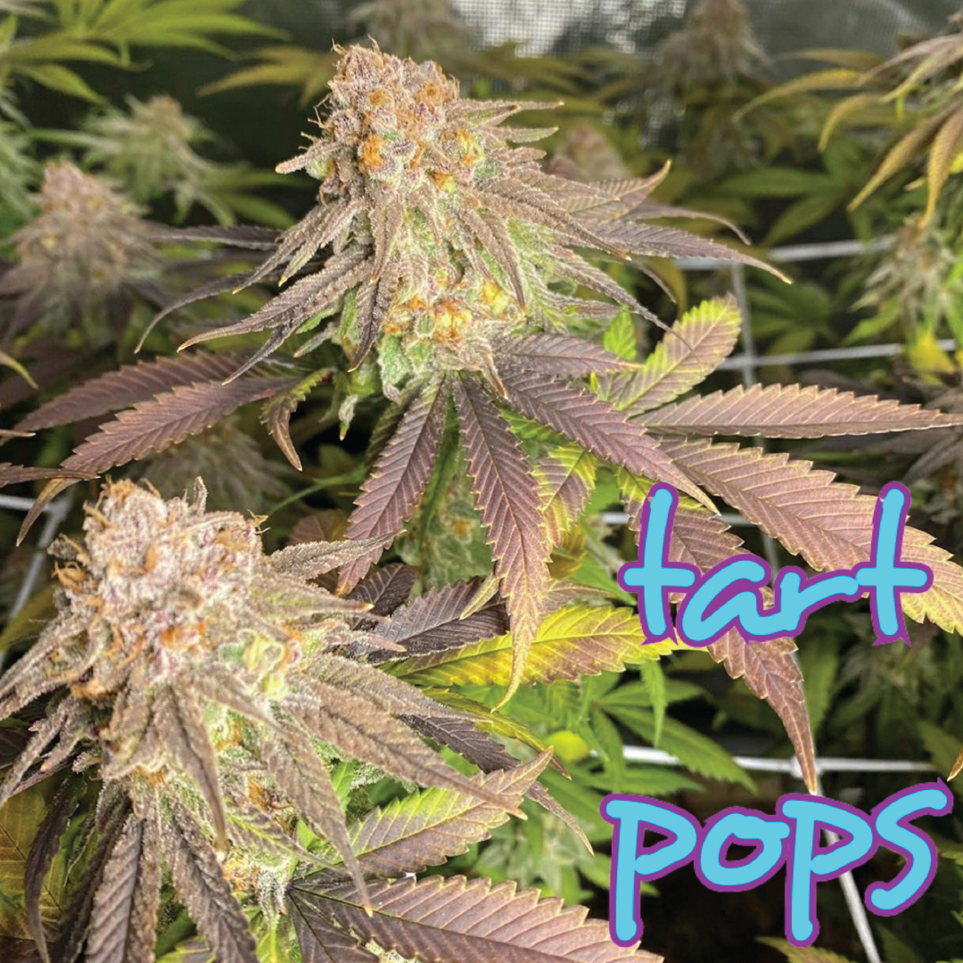 Tart Pops